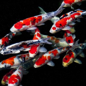 koi2a1024a.jpg