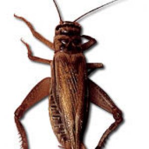 Cricket.jpg