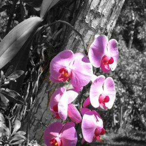 flower.jpg