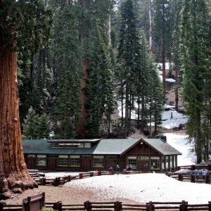 4 Sequoia NP (1).jpg