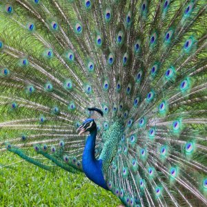 2 Peacock.jpg
