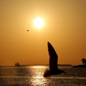 4 Mallory Square zonsondergang.jpg