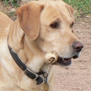 Tanner II Colorado 07.jpg