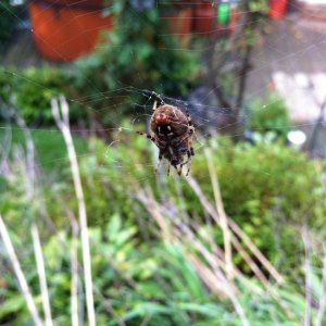 IMG_0065.JPG
