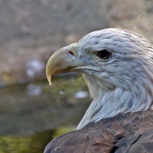 Eagle-1-resize.jpg