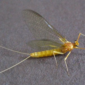 mayfly.jpg