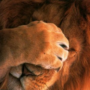 1271386850_1024x768_shy-lion-wallpaper.jpg