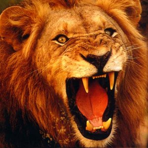 lion.jpg