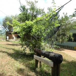 Pitcairn  011.jpg