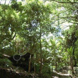 Pitcairn  014.jpg