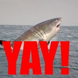 great-white-shark-breaches-seal-decoy-seal-island-false-bay-south-africa-where-halle-berry-curre.jpg