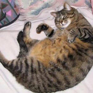 meloncatsleep.jpg