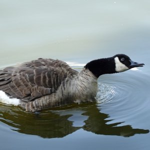 DSC00109.jpg