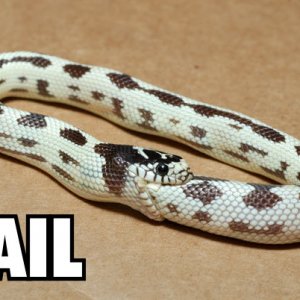 532Snake_fails.jpg