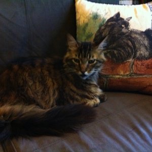 Hammy and pillow.JPG