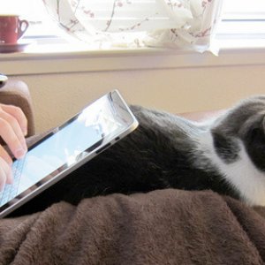500x_cat-stand.jpg