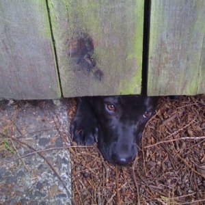 lola looking under the fence.jpg