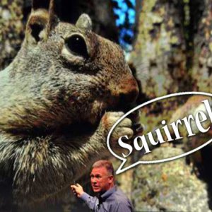 Squirrel.jpg