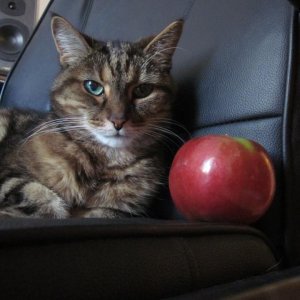 Apple.jpg