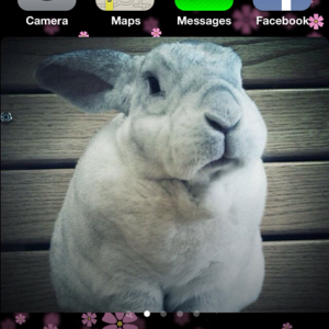 iphone.png
