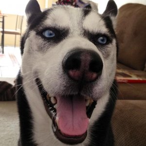 cody.jpg