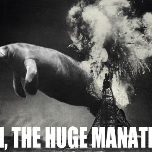 huge manatee.jpg