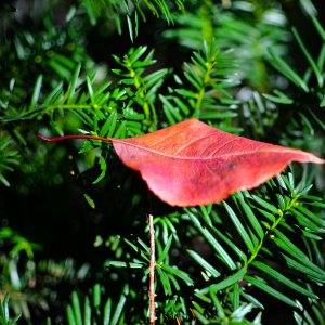 Leaf-3724.jpg