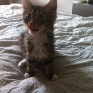 nekotongue.jpg