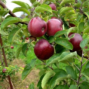 Apples1.jpg