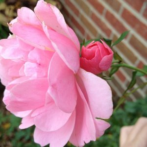ImageUploadedByTapatalk1319584386.544956.jpg
