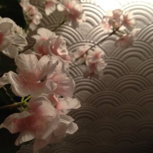 IMG_0141.jpg