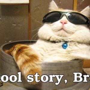 cat_cool_story_bro3.jpg
