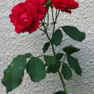 IMG_0249.JPG