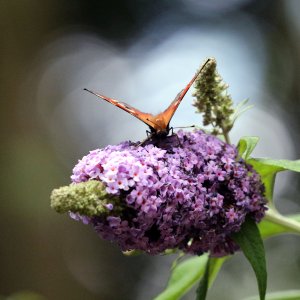 Peacock-Buterfly.jpg
