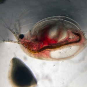 daphnia1a1280.jpg