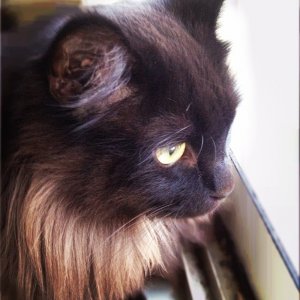 ImageUploadedByTapatalk1327942406.895810.jpg