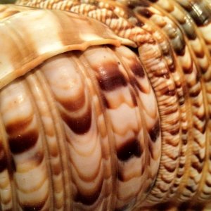 IMG_0099.jpg