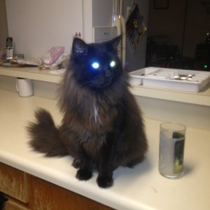 ImageUploadedByTapatalk1331794384.820541.jpg