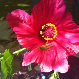 Flower.jpg