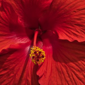 Hibiscus1.jpeg