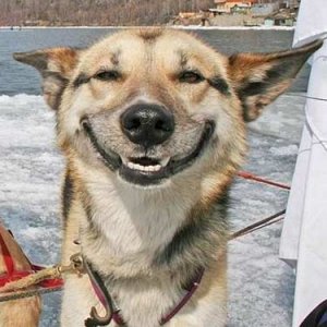 happy-dog.jpg