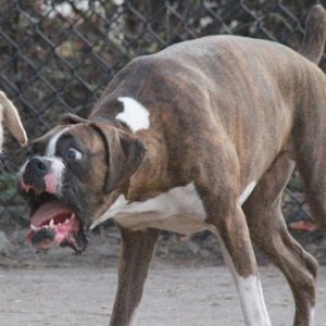 funny_animals_funny_dog_face.jpg