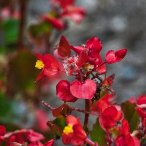 Small Flowers.jpeg