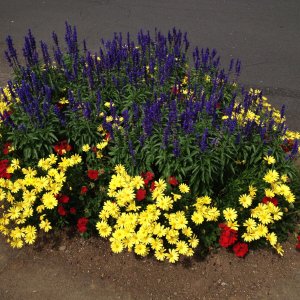 IMG_1784.jpg