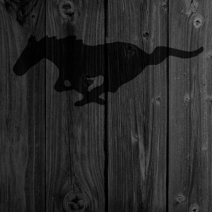 black_mustang_higher.png