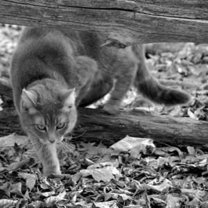 Skitty- prowl-B&W.jpg