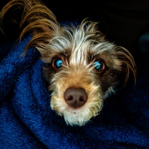 Molly.jpg