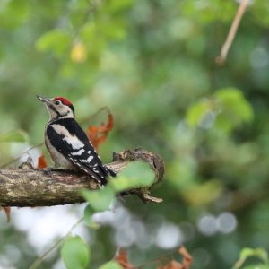 Woodpecker .jpg