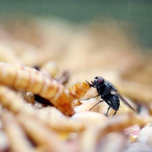 mealworms fly.jpg