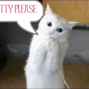 pretty_please_cat-1.jpg